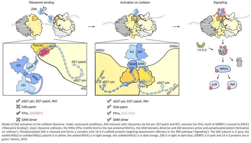 The kinase activity of ZAK at the collided ribosome interface