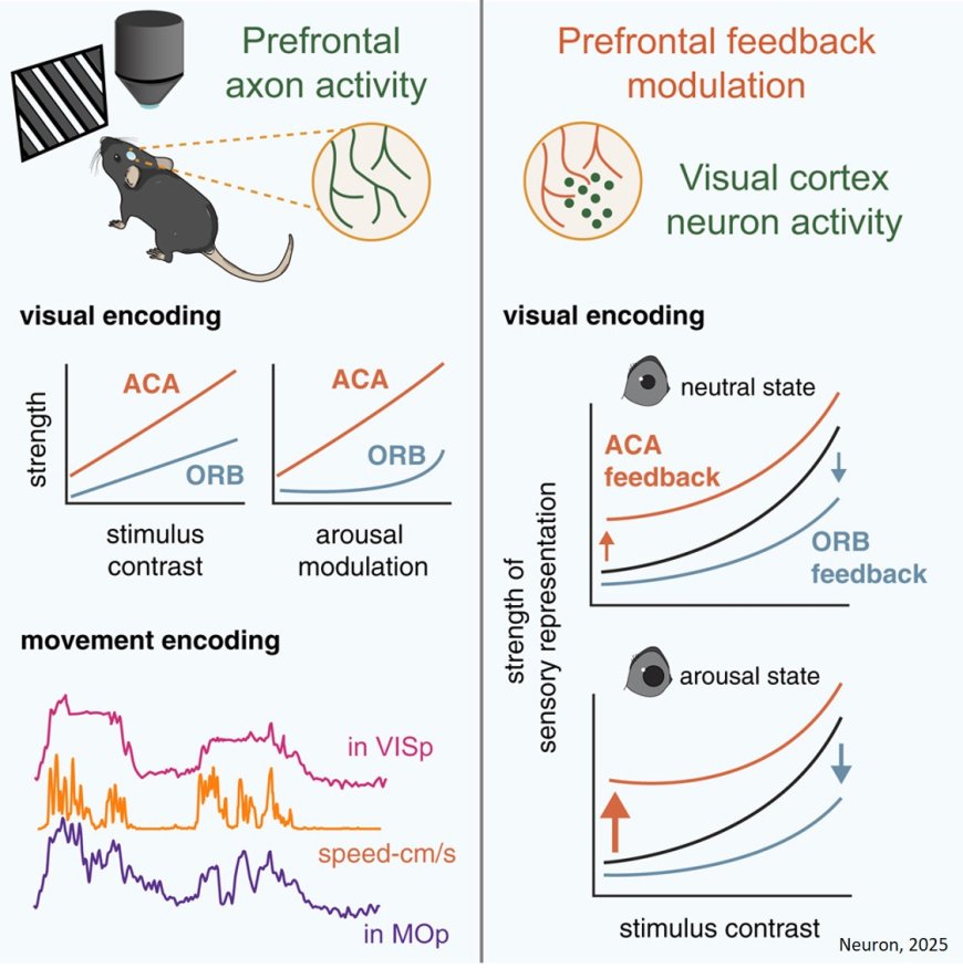 Prefrontal cortex reaches back into the brain to shape how other regions function