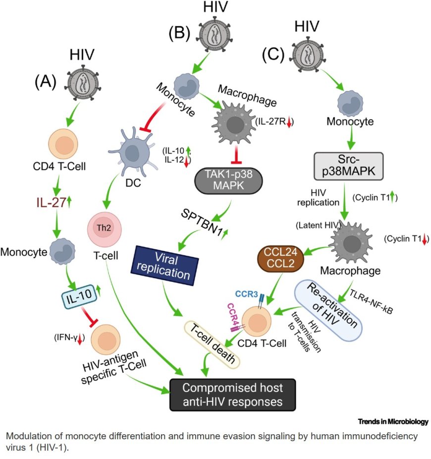 Producing Trojans: hijacking of monocyte differentiation by pathogens