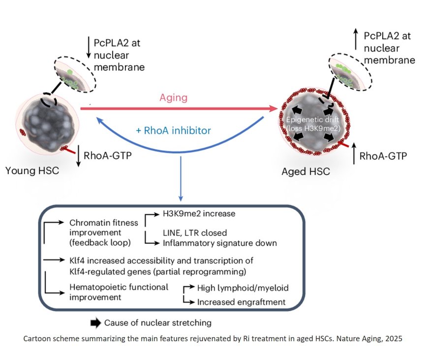 Targeting RhoA nuclear mechanoactivity rejuvenates aged hematopoietic stem cells