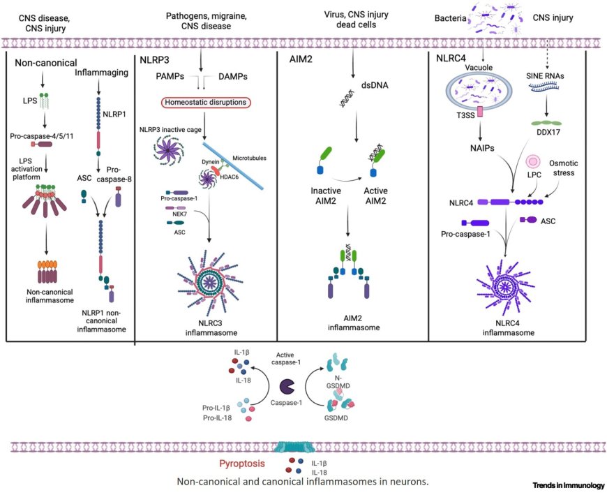 How neuronal inflammasomes balance immunity, neuroinflammation, and homeostasis
