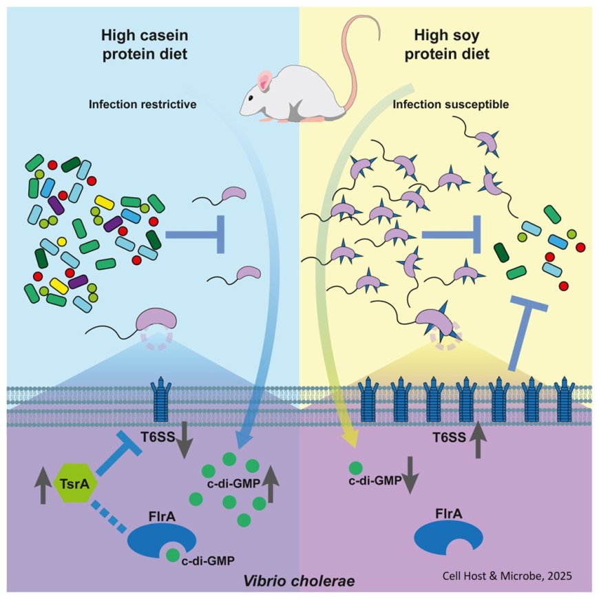 Diet modulates Vibrio cholerae colonization