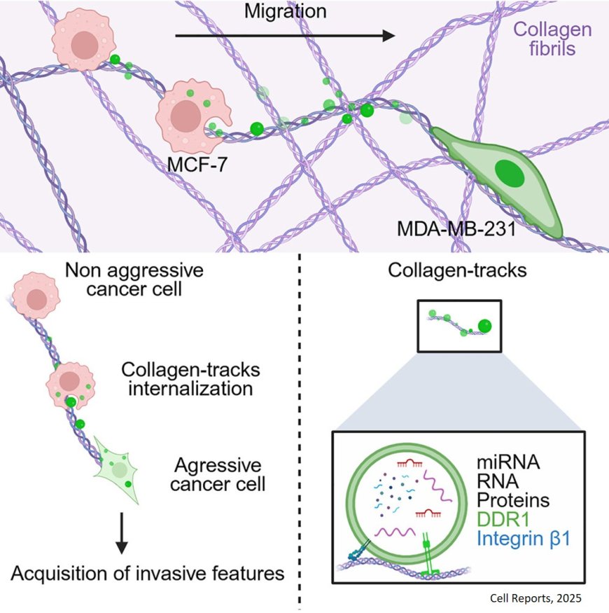 Collagen tracks containing microRNAs transfer during invasion by cancer cells