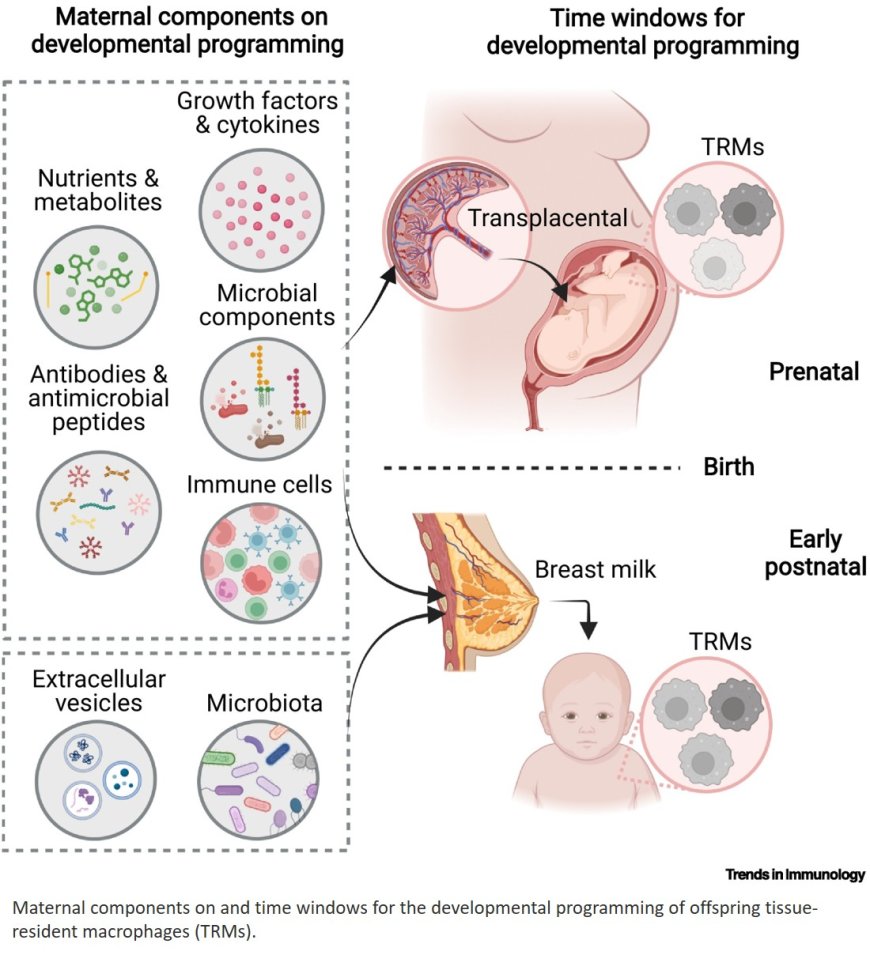 Maternal diet shapes the development and identity of tissue-resident macrophages