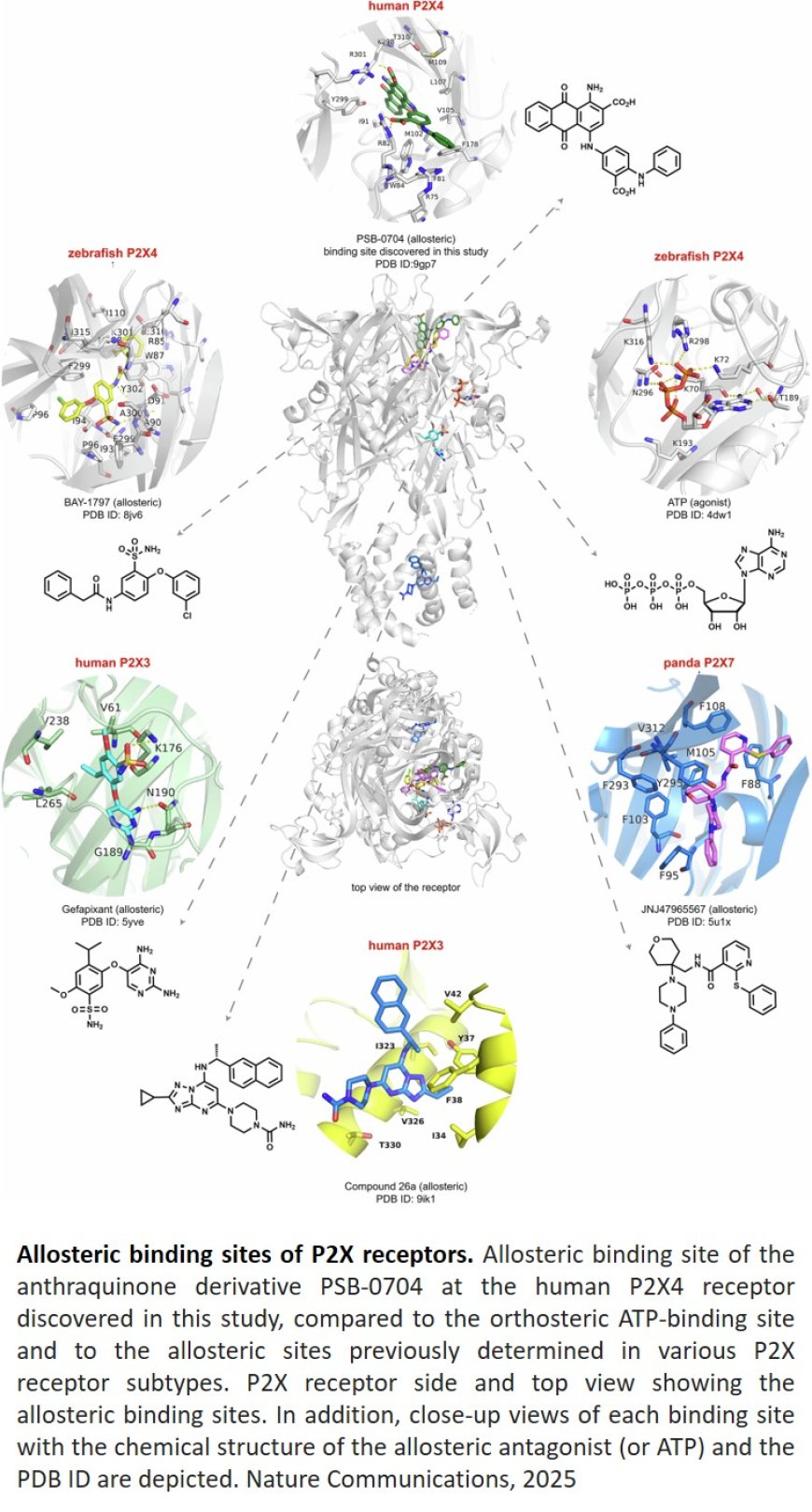 Allosteric binding site for anthraquinones at the human P2X4 receptor