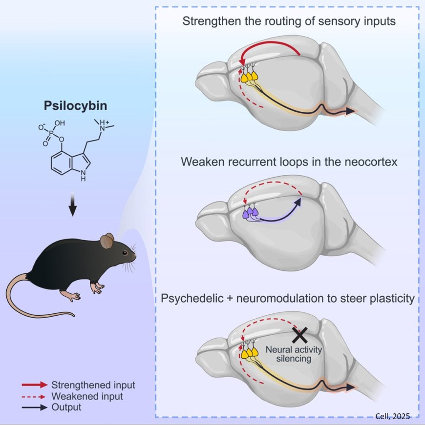 Psilocybin triggers an activity-dependent rewiring of large-scale cortical networks