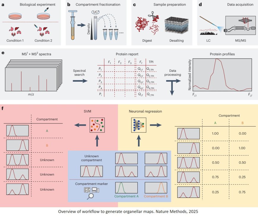 C-COMPASS: a user-friendly neural network tool profiles cell compartments at protein and lipid levels