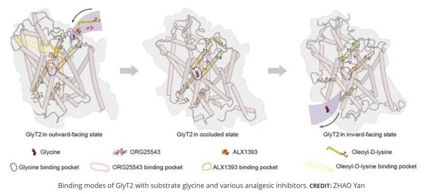 Non-opioid analgesic binding sites on glycine transporter 2