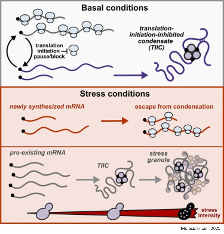 Transcriptome-wide mRNP condensation precedes stress granule formation and excludes new mRNAs