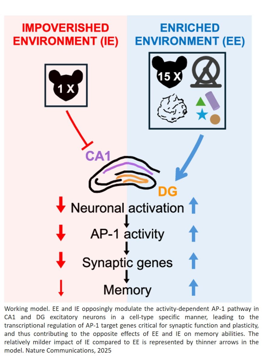 Linking early-life environments with memory