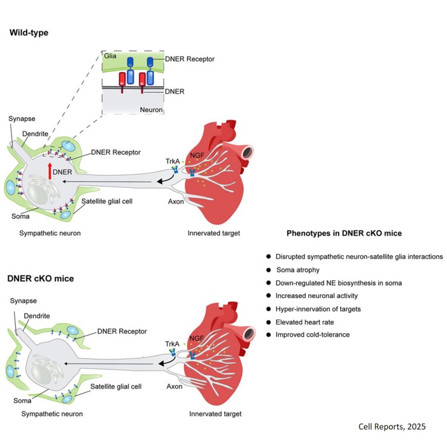 Controlling sympathetic neuron-satellite glia interactions