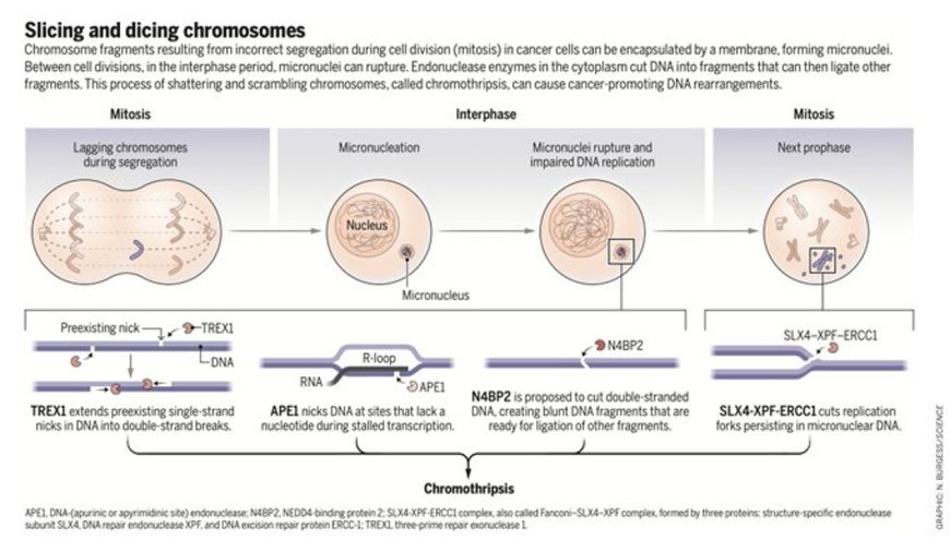 Key driver of treatment-resistant cancer uncovered!
