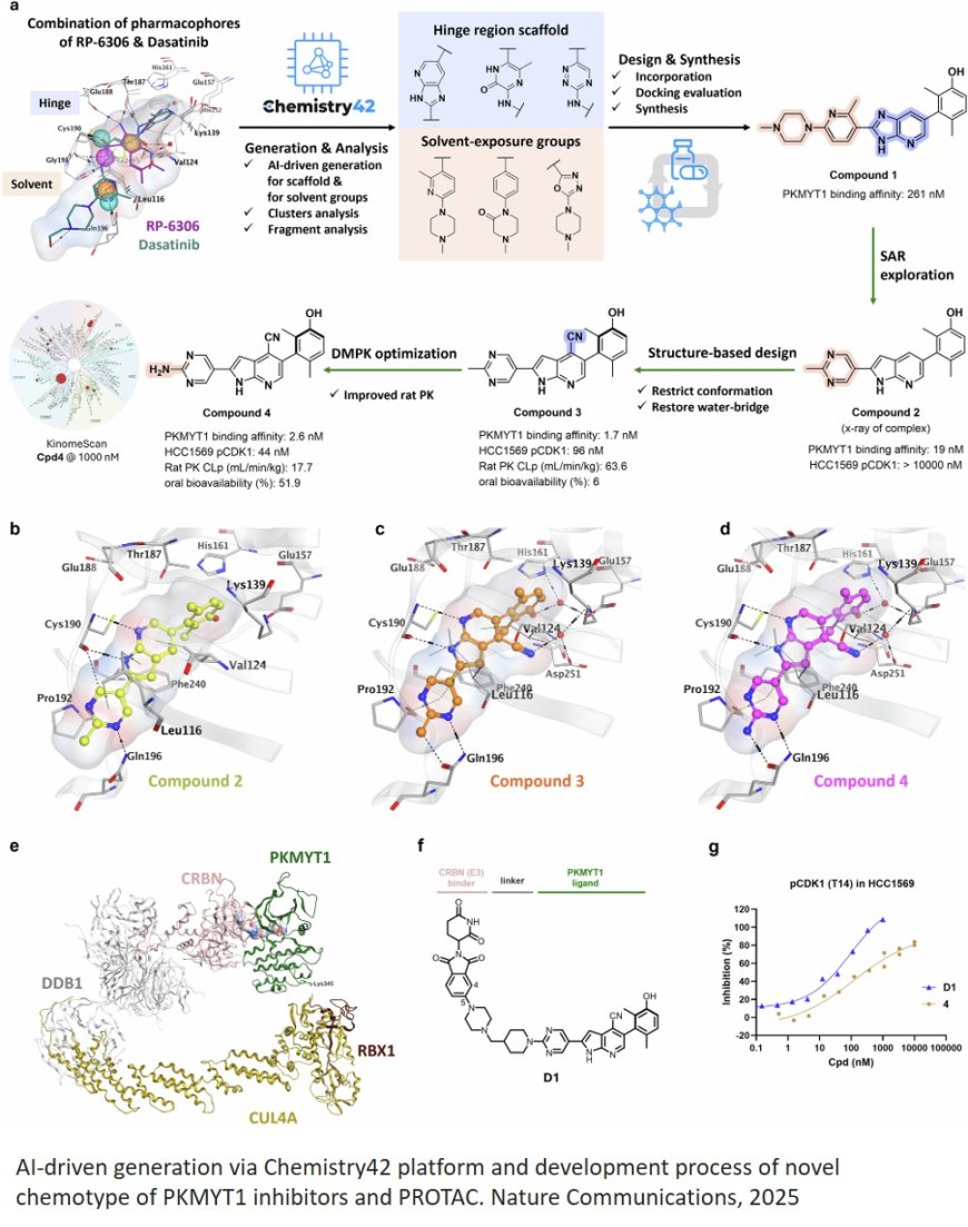 AI-empowered dual-action PROTAC targeting PKMYT1