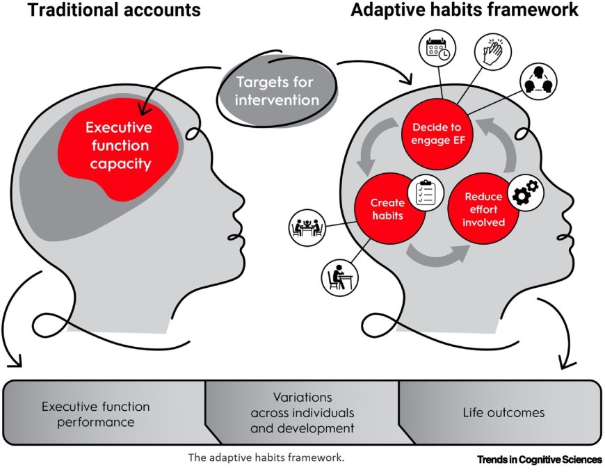 Executive function and its development