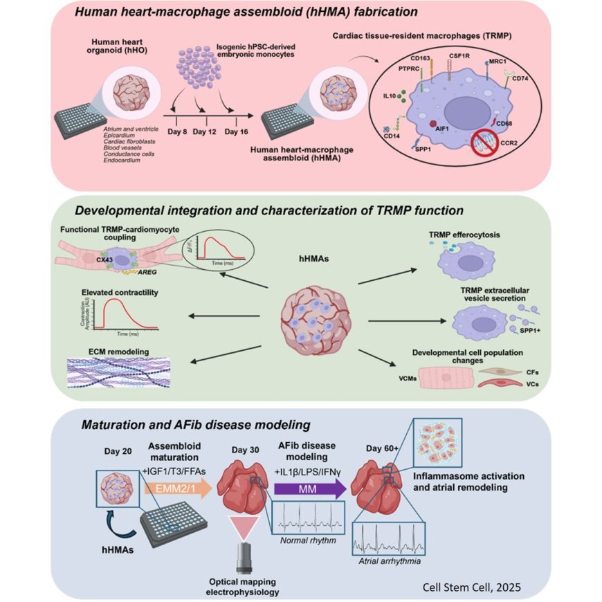 Human heart-macrophage assembloids mimic immune-cardiac interactions and enable arrhythmia disease modeling