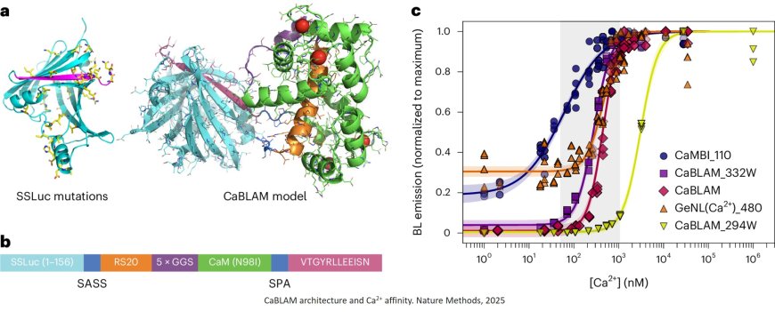 CaBLAM: a high-contrast bioluminescent Ca2+ indicator derived from an engineered Oplophorus gracilirostris luciferase