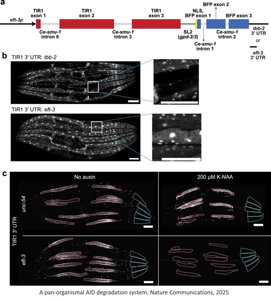 Engineering the auxin-inducible degron system for tunable in vivo control of organismal physiology
