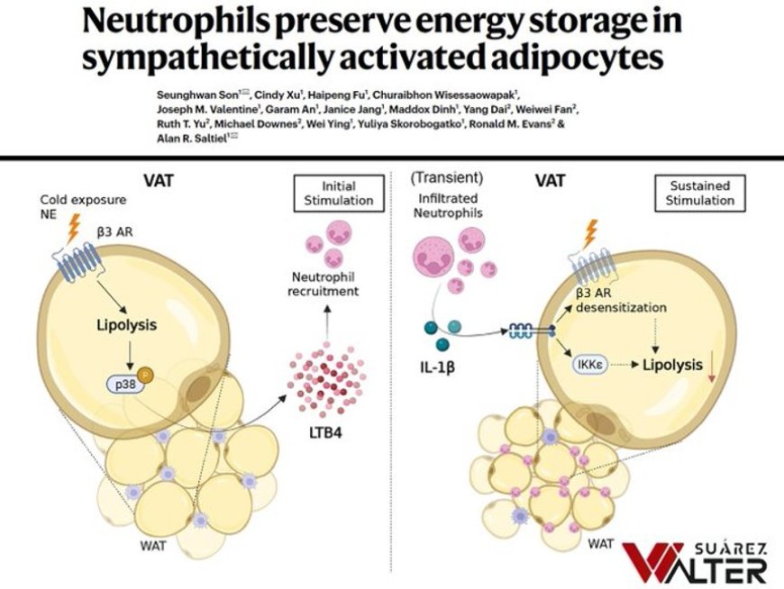 How the Immune System Stalls Weight Loss
