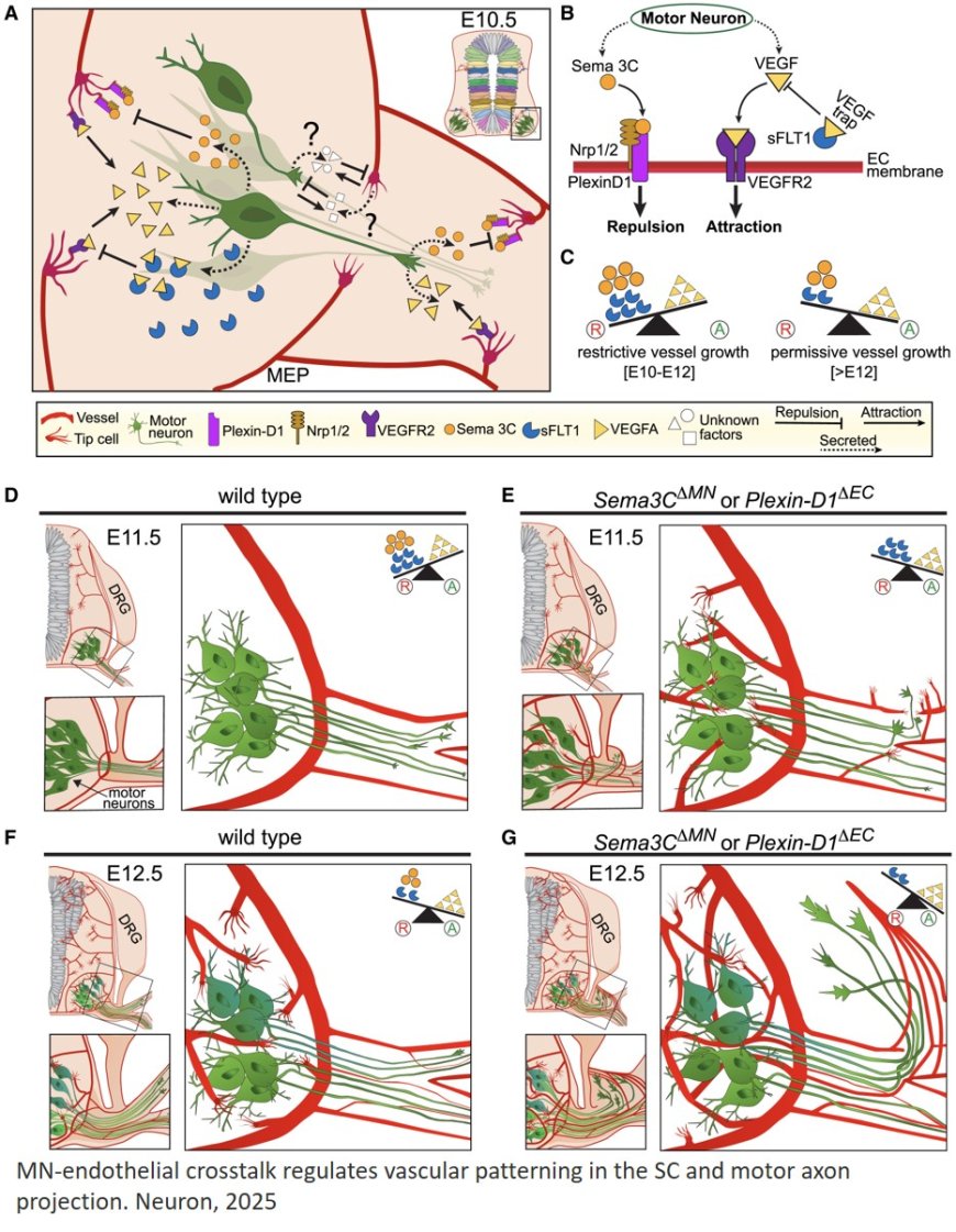 Neurovascular dynamics in the spinal cord from development to pathophysiology