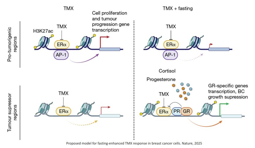 Fasting boosts breast cancer therapy efficacy via glucocorticoid activation