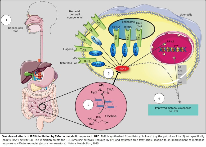 Inhibition of IRAK4 by microbial trimethylamine blunts metabolic inflammation and ameliorates glycemic control