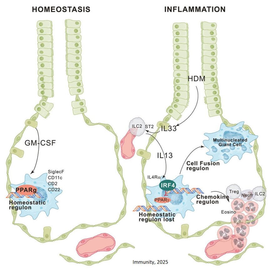 Key lung immune cells can intensify allergic reactions
