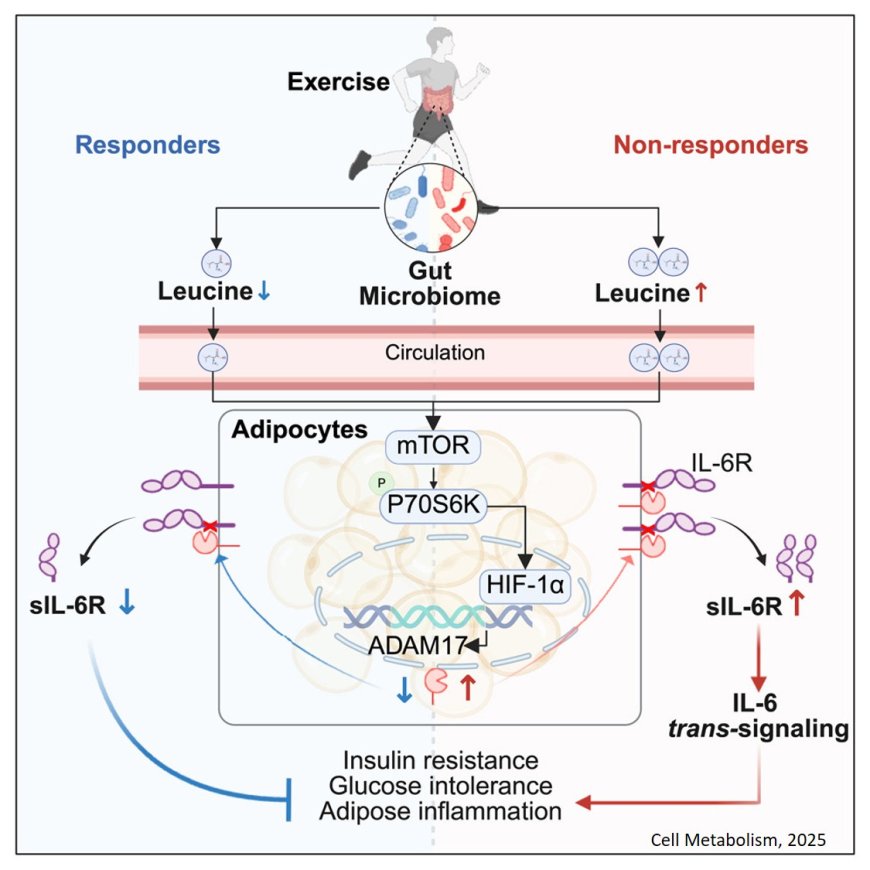 How exercise  may control diabetes via gut microbiome-adipose crosstalk