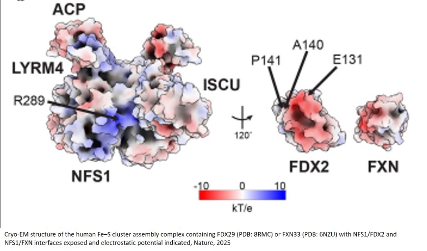 Mutations in mitochondrial ferredoxin FDX2 suppress frataxin deficiency