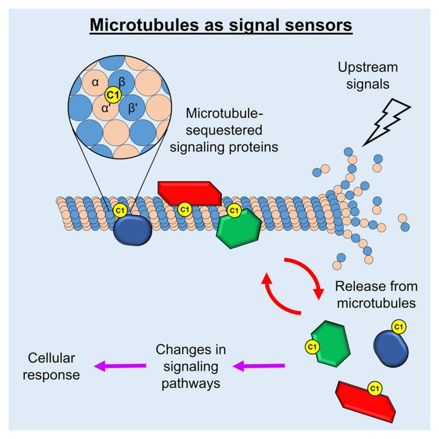 Structural basis of microtubule-mediated signal transduction