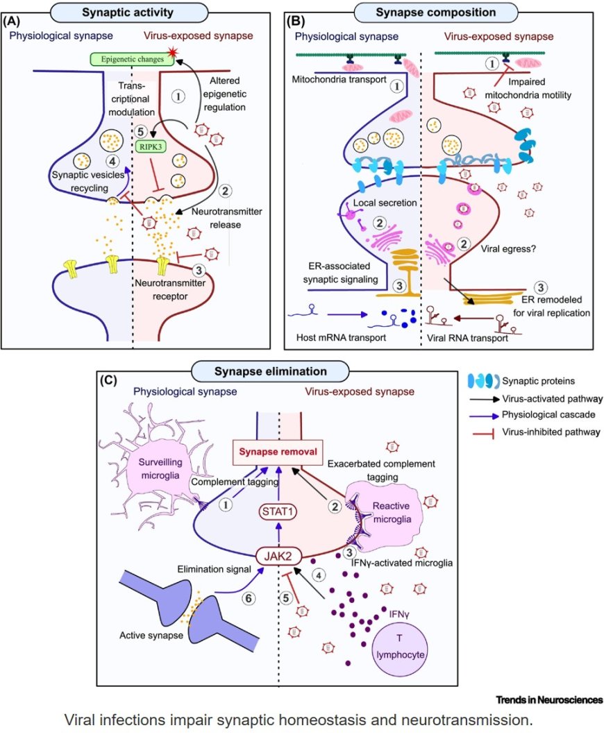 When viral infections rewire neural circuits: towards cognitive virology