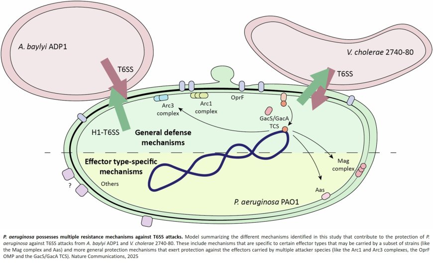 How bacteria resist hostile attacks