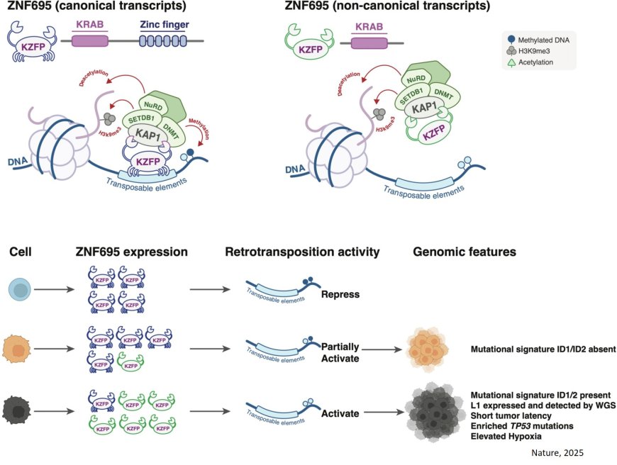 Role of mobile DNA elements in lung cancer progression