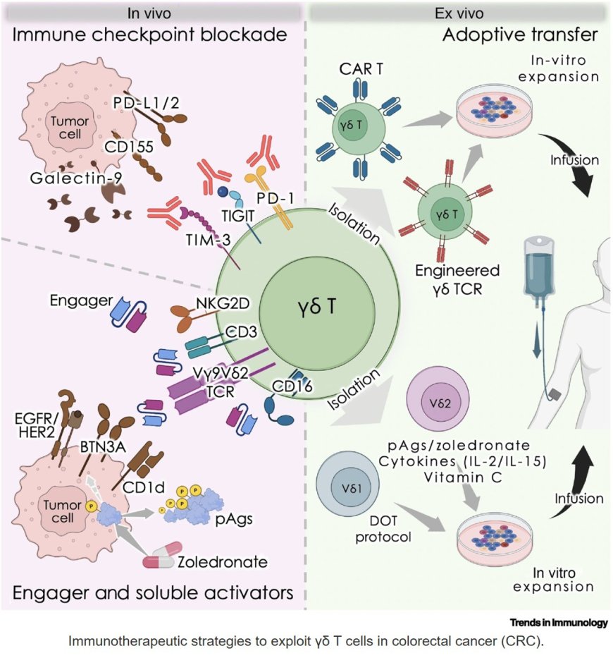 Colorectal cancer immunotherapies by targeting γδ T cells