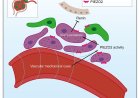 A key hormonal circuit in the kidneys