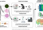 Spatially resolved microRNA expression in tissues: technologies, challenges, and opportunities