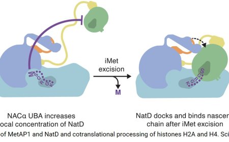 A molecular gatekeeper that controls protein synthesis