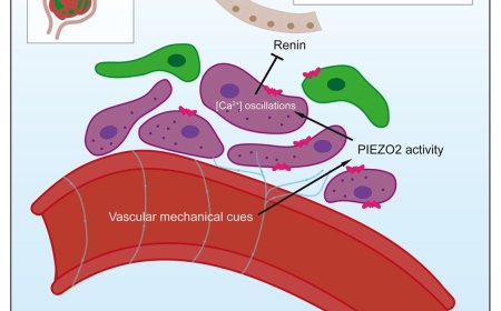 Renal PIEZO2 is an essential regulator of renin