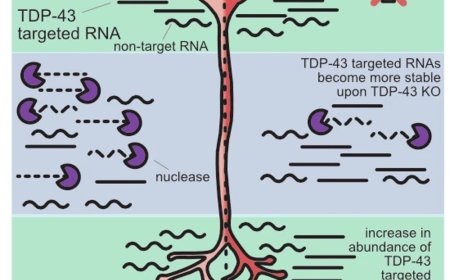 TDP-43 directly inhibits mRNA accumulation in neurites through modulation of mRNA stability