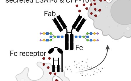 IgG in patients with tuberculosis inhibits intracellular bacteria