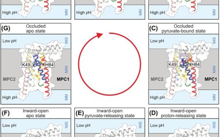 Structural transport and inhibition mechanism of the mitochondrial pyruvate carrier