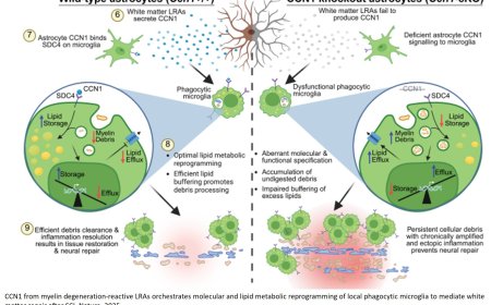 How do spinal cord injuries heal?