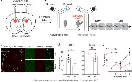 Disappointment alters brain chemistry and behavior