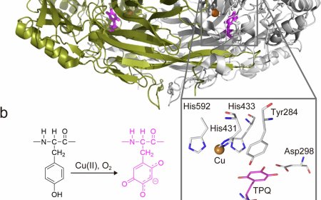 How proteins move during chemical reactions