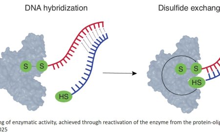 Activation of enzymatic catalysis via nucleic acid hybridization affords synergistic coupling of specificity, potency, and signal amplification