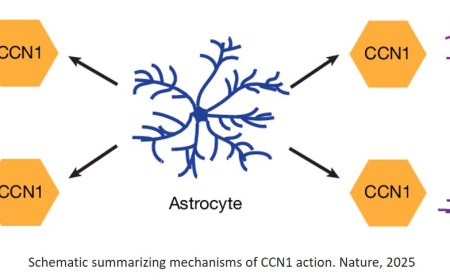 Astrocyte CCN1 stabilizes neural circuits in the adult brain