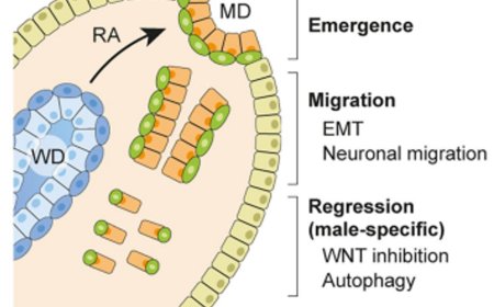 Spatiotemporal cellular map of the developing human reproductive tract