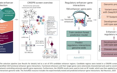 CRISPRi screening in cultured human astrocytes uncovers distal enhancers controlling genes dysregulated in Alzheimer’s disease