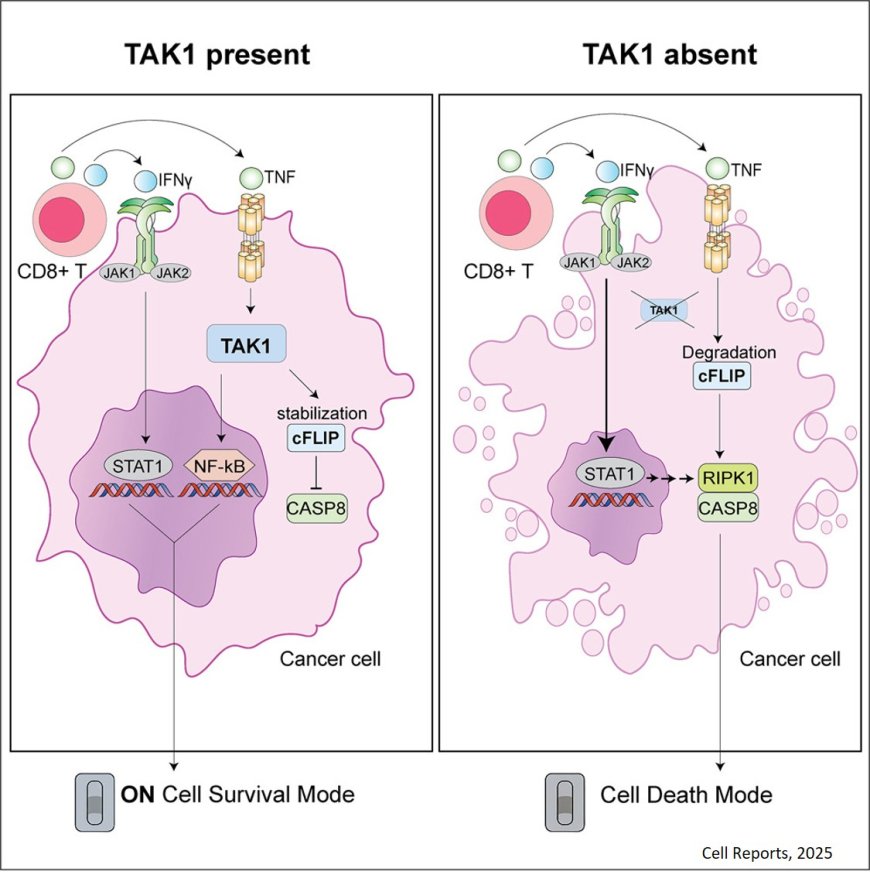 A TAK1 cytokine toxicity checkpoint controls anti- cancer immunity
