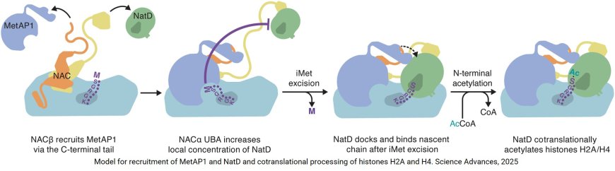 Mechanism of cotranslational modification of histones H2A and H4 by MetAP1 and NatD