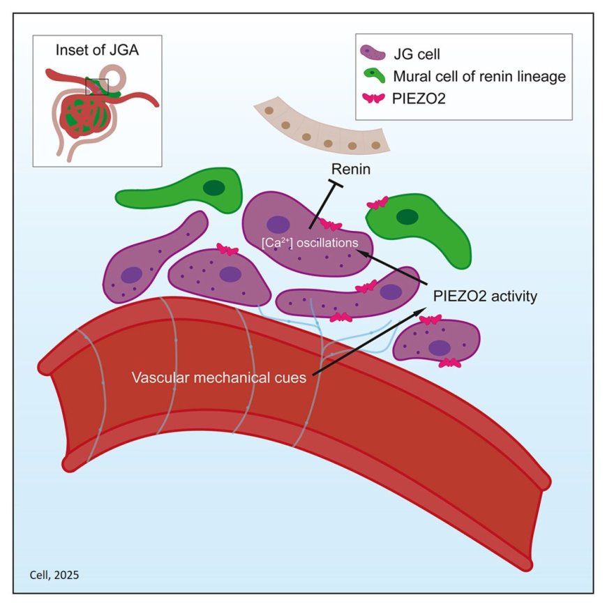 Renal PIEZO2 is an essential regulator of renin